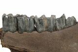 Fossil Woolly Rhino (Coelodonta) Jaw - Siberia #225189-2